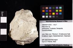 Foto (Objket + Etiketten) von Pithonoton sp. 